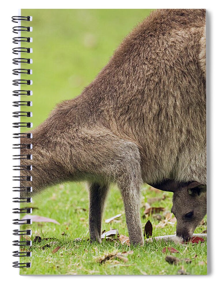 Sebastian Kennerknecht Spiral Notebook featuring the photograph Eastern Grey Kangaroo And Joey In Pouch by Sebastian Kennerknecht
