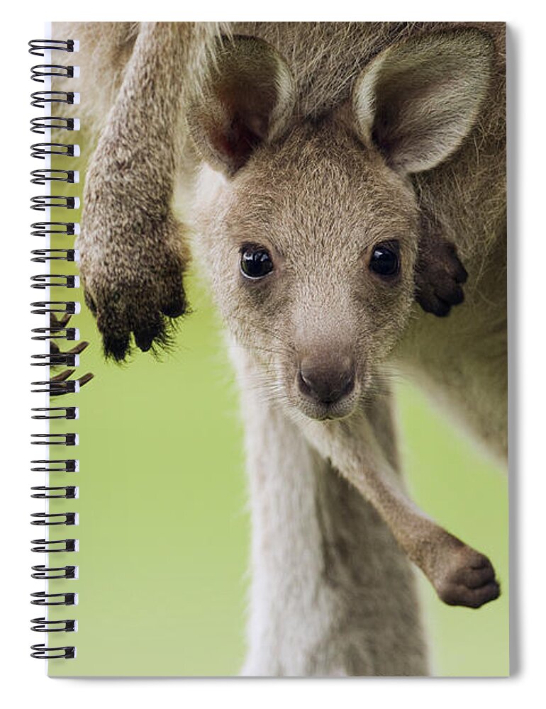 Sebastian Kennerknecht Spiral Notebook featuring the photograph Eastern Grey Kangaroo Joey Peering by Sebastian Kennerknecht