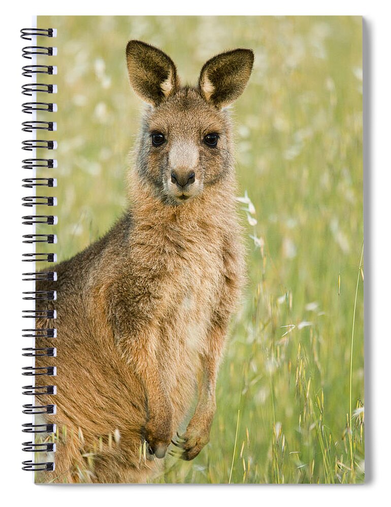Sebastian Kennerknecht Spiral Notebook featuring the photograph Eastern Grey Kangaroo Juvenile Mount by Sebastian Kennerknecht