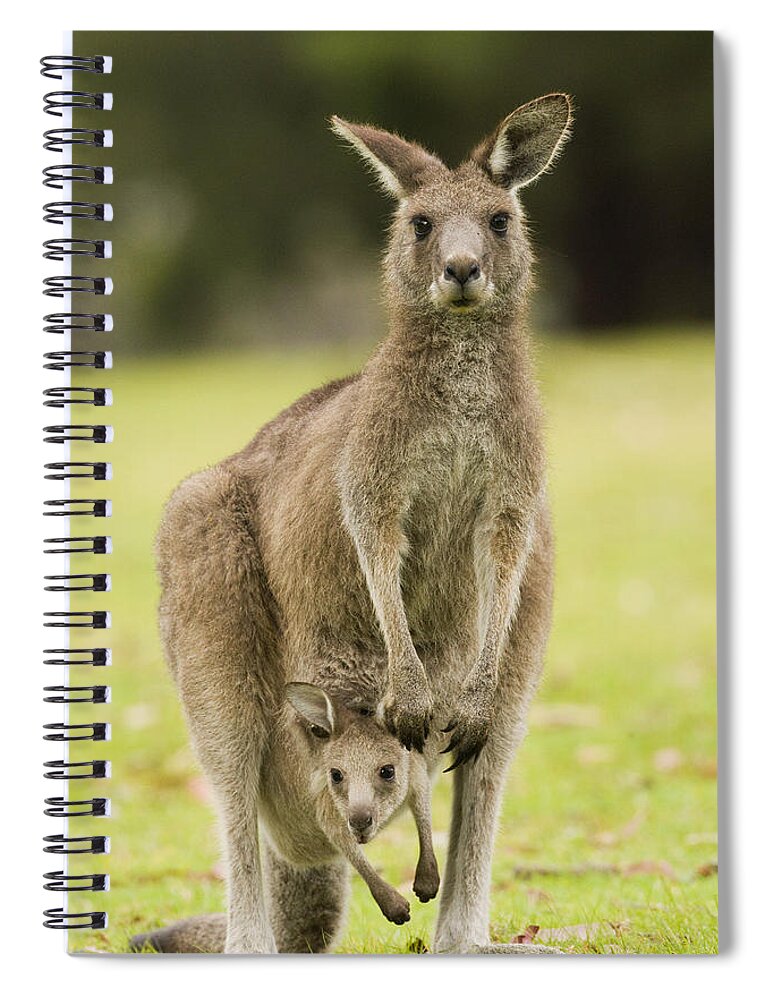 Sebastian Kennerknecht Spiral Notebook featuring the photograph Eastern Grey Kangaroo With Joey Peering by Sebastian Kennerknecht