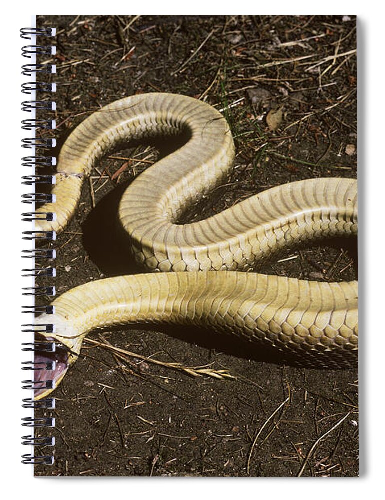 Eastern Hognose Snake Playing Dead Spiral Notebook by John Mitchell - Fine  Art America