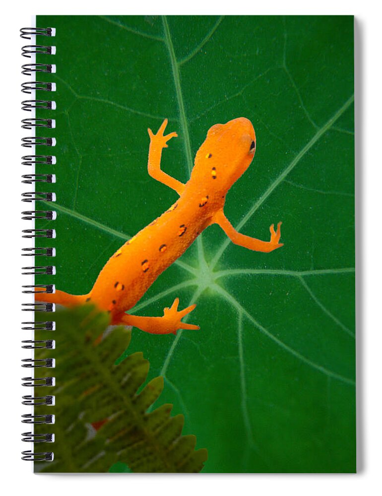 Salamander Spiral Notebook featuring the photograph Eastern Newt on Leaf by Douglas Barnett