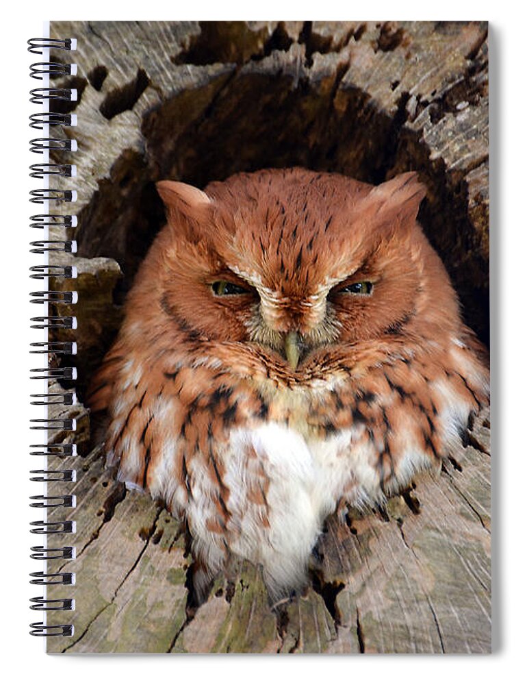 Owl Spiral Notebook featuring the photograph Eastern Screech Owl by Kathy Baccari
