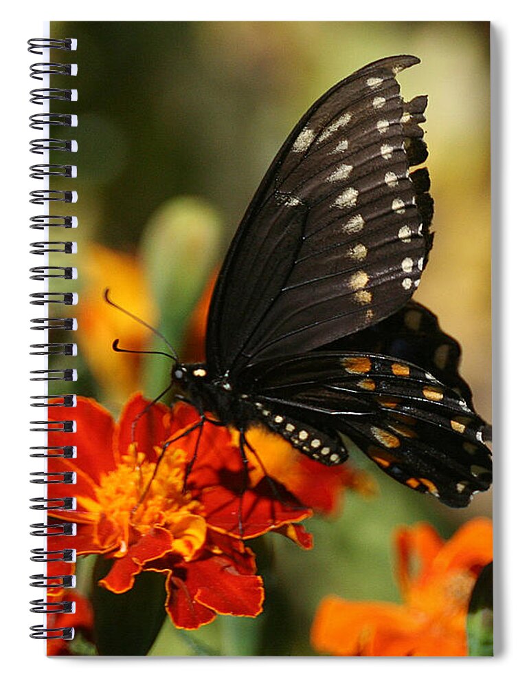 Nature Spiral Notebook featuring the photograph Eastern Swallowtail on Marigold by William Selander