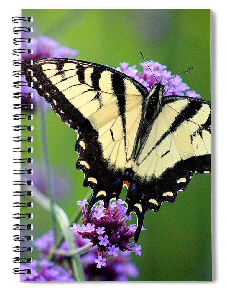 Eastern Tiger Swallowtail Butterfly Spiral Notebook featuring the photograph Eastern Tiger Swallowtail Butterfly 2014 by Karen Adams