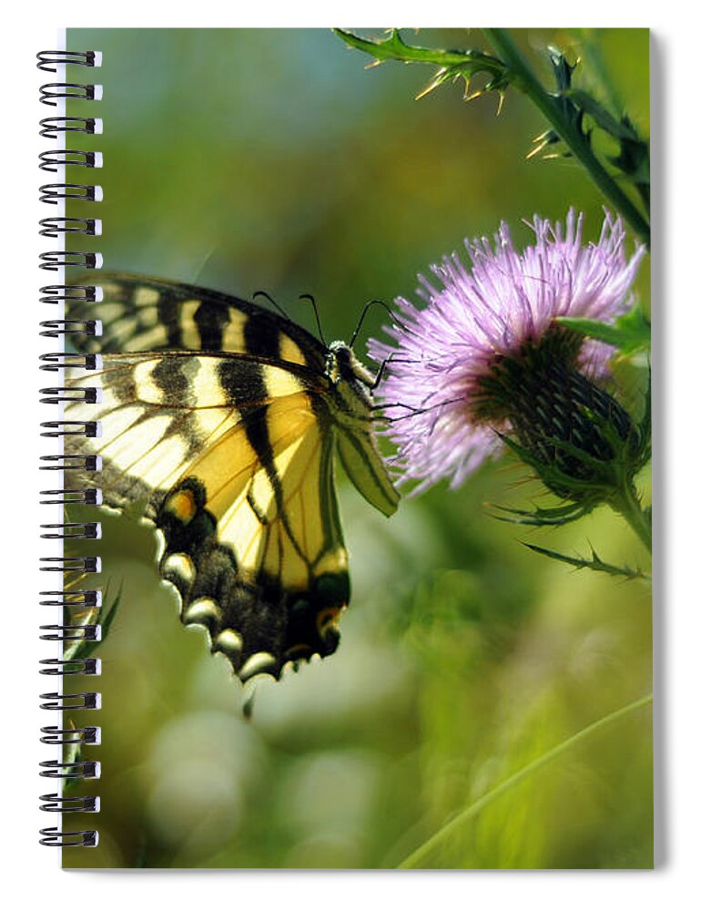 Papilio Glaucus Spiral Notebook featuring the photograph Eastern Tiger Swallowtail on Thistle by Rebecca Sherman