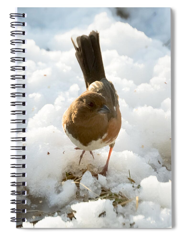 Rufous-sided Towhee Spiral Notebook featuring the photograph Eastern Towhee Poses for Photograph by Holden The Moment