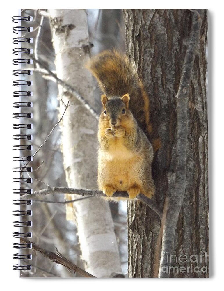 Squirrel Spiral Notebook featuring the photograph Eating Squirrel by Erick Schmidt