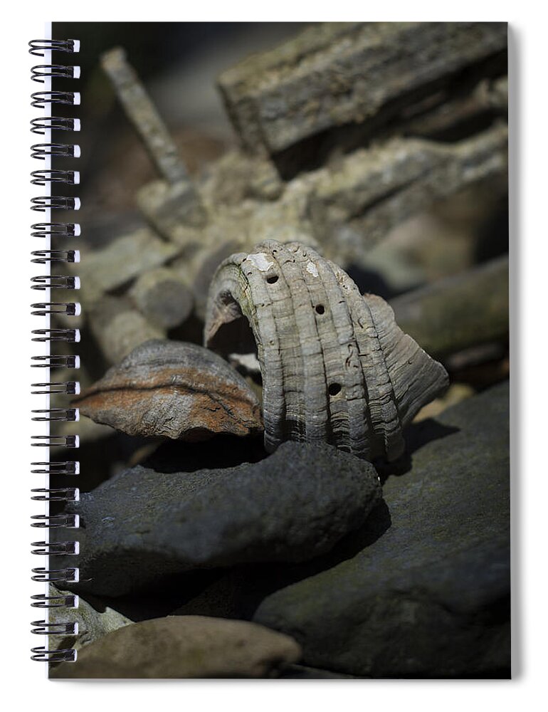 Ecphora Gardnerae Spiral Notebook featuring the photograph Ecphora gardnerae by Rebecca Sherman