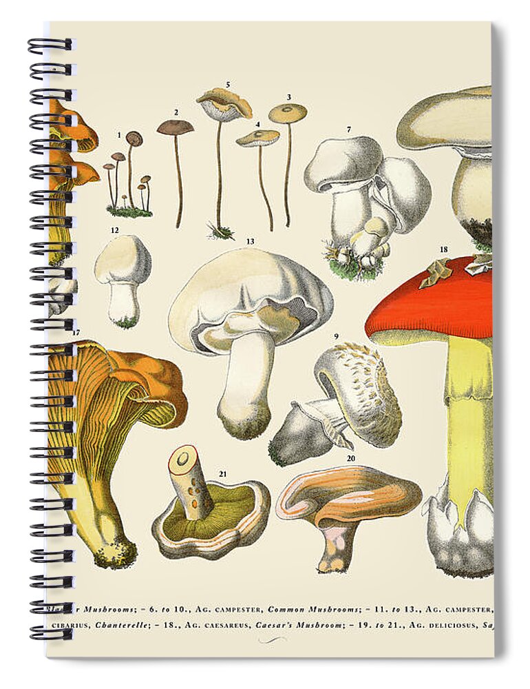 White Background Spiral Notebook featuring the digital art Edible Mushrooms, Victorian Botanical by Bauhaus1000