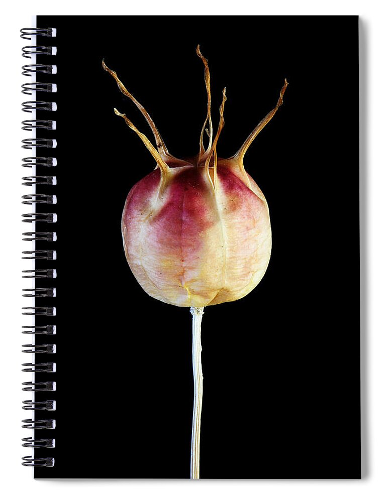 Plant Spiral Notebook featuring the photograph Ego by Robert Woodward
