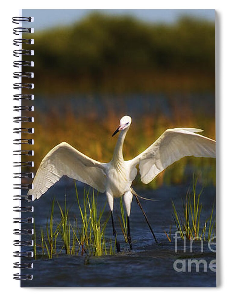 Egret Spiral Notebook featuring the photograph Egret Dancer by Richard Mason