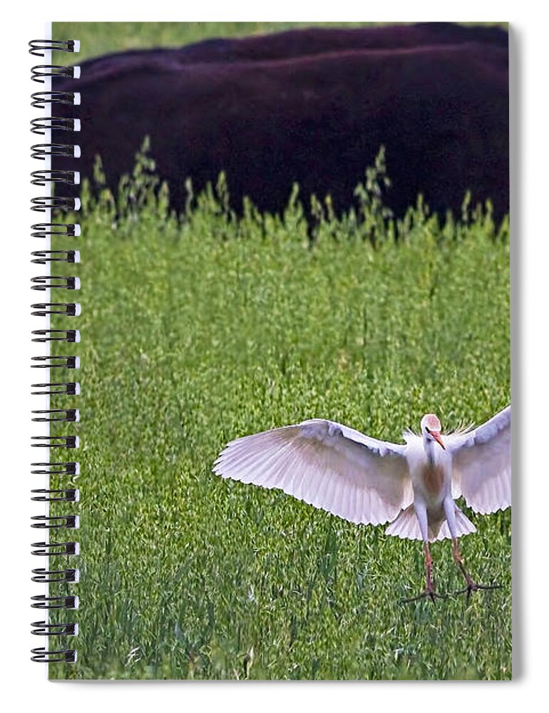 Cattle Egret Spiral Notebook featuring the photograph Egret Egress by Gary Holmes