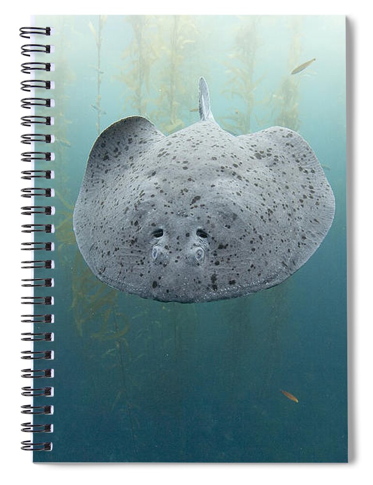 Feb0514 Spiral Notebook featuring the photograph Electric Ray Cortes Bank California by Richard Herrmann