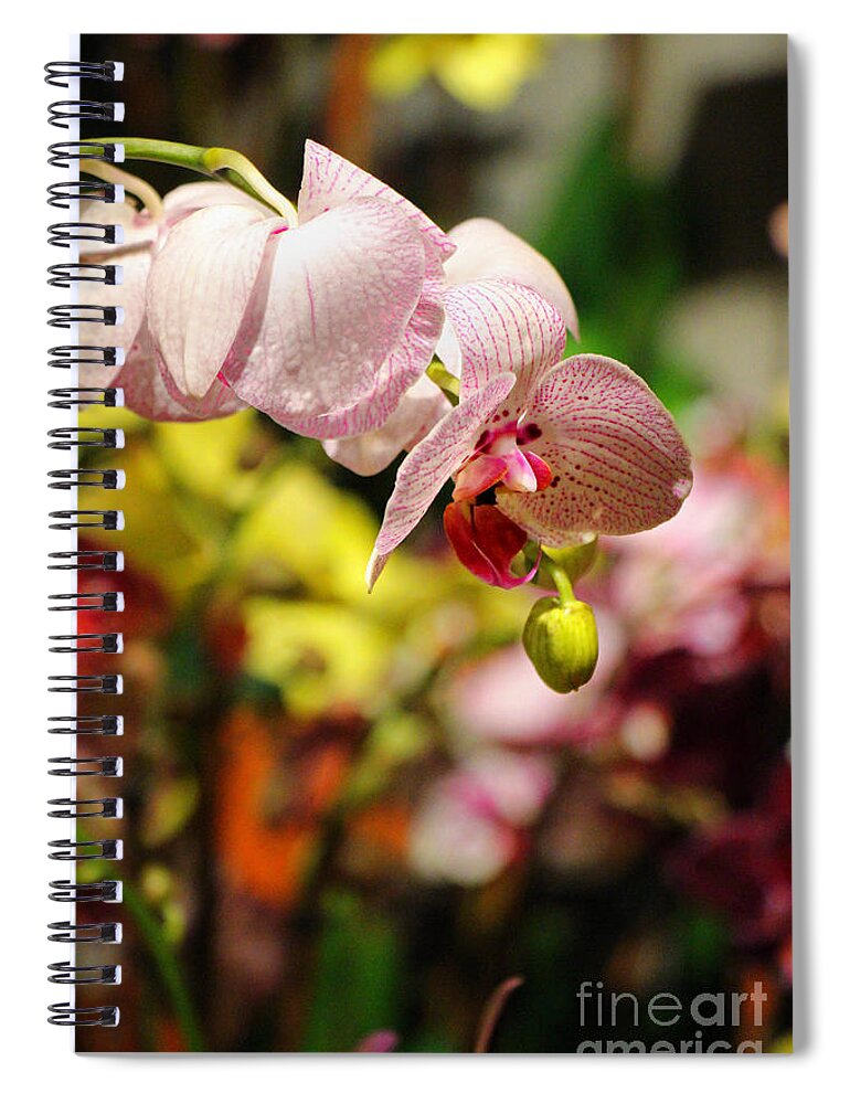 Orchid Spiral Notebook featuring the photograph Elegance At The Market by Rory Siegel