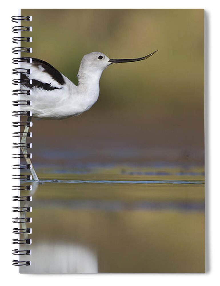 American Avocet Spiral Notebook featuring the photograph Elegant Avocet by Bryan Keil