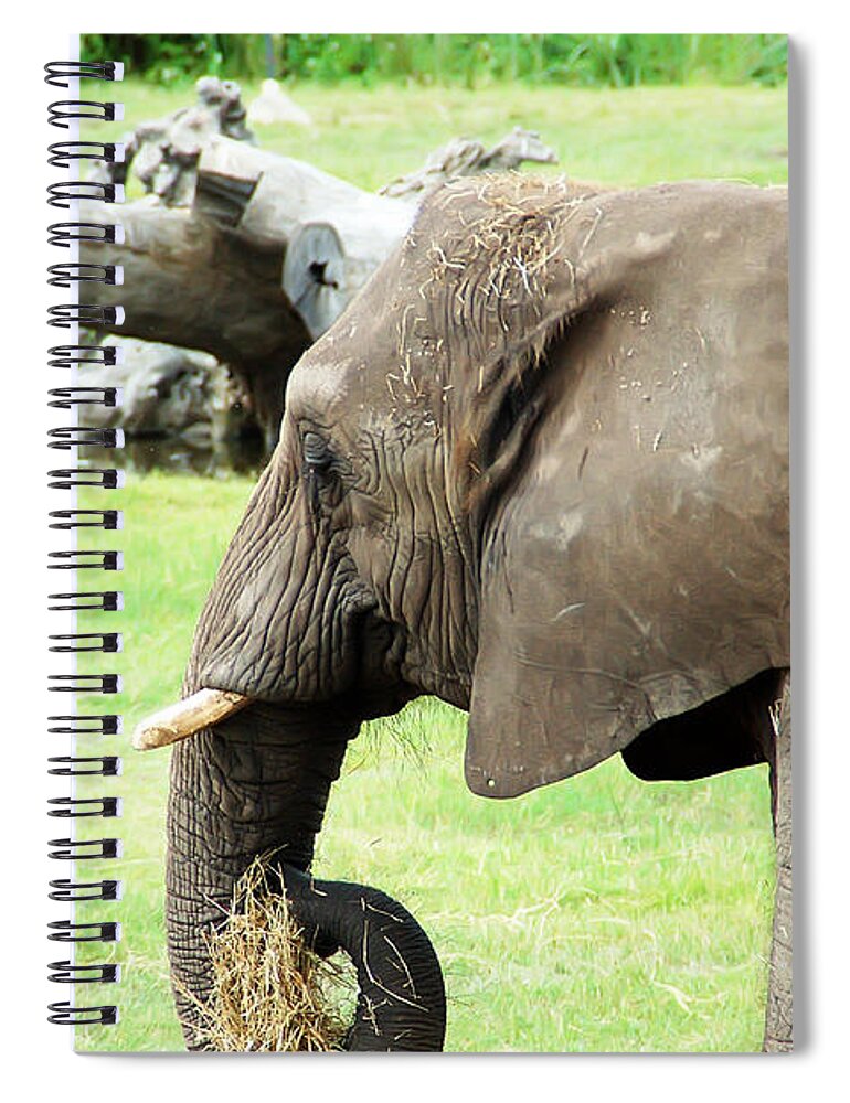 Elephant Spiral Notebook featuring the photograph Elephant by Aimee L Maher ALM GALLERY