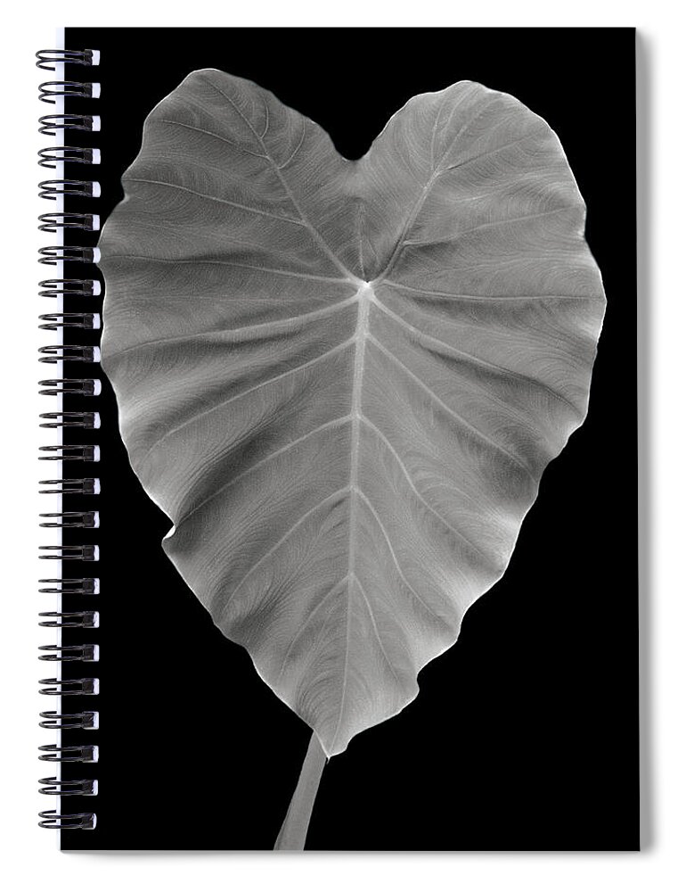 Elephant Spiral Notebook featuring the photograph Elephant Ear Study 1 by Marilyn Hunt