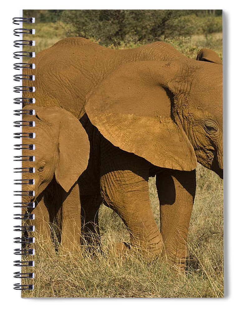 Africa Spiral Notebook featuring the photograph Elephants Covered In Red Dust by John Shaw