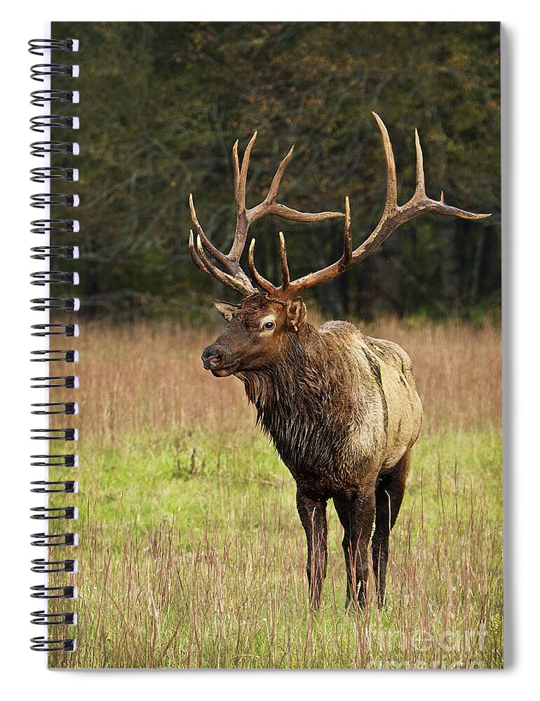 Elk Spiral Notebook featuring the photograph Elk 2 by Carrie Cranwill