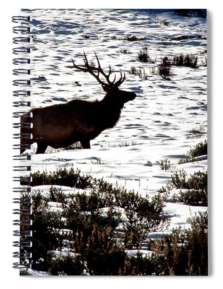 Yellowstone National Park Spiral Notebook featuring the photograph Elk Silhouette by Sharon Elliott