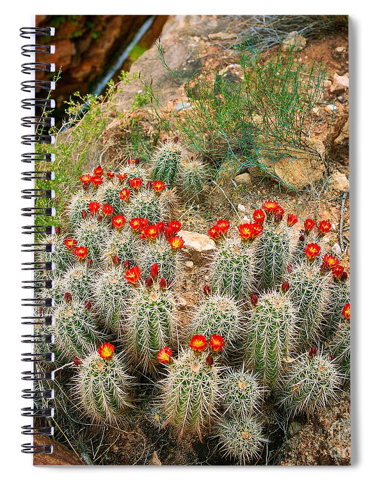 America Spiral Notebook featuring the photograph Elves Chasm Cacti by Inge Johnsson