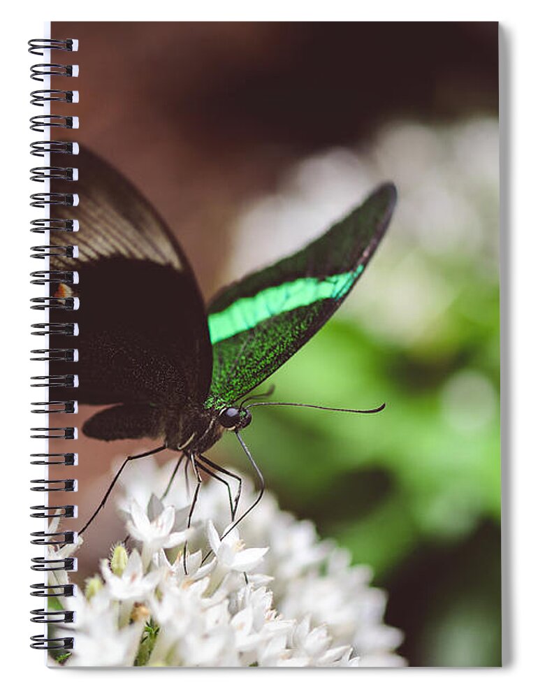 Emerald Swallowtail Butterfly Spiral Notebook featuring the photograph Emerald Swallowtail Butterfly by Tamara Becker