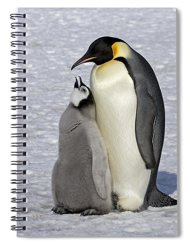 Flpa Spiral Notebook featuring the photograph Emperor Penguin And Chick Snow Hill Isl by Roger Tidman