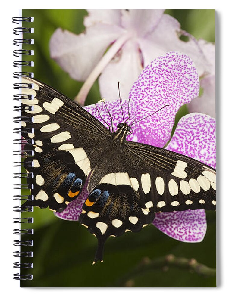 Feb0514 Spiral Notebook featuring the photograph Emperor Swallowtail Arizona by Tom Vezo