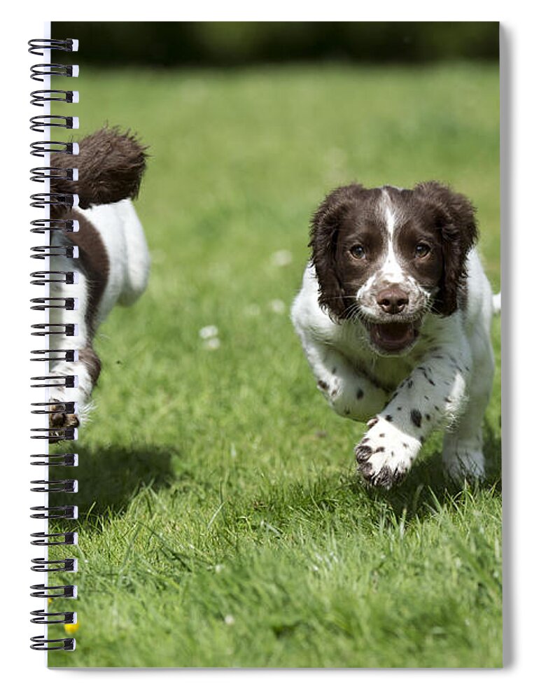 Dog Spiral Notebook featuring the photograph English Springer Spaniel Puppies by John Daniels