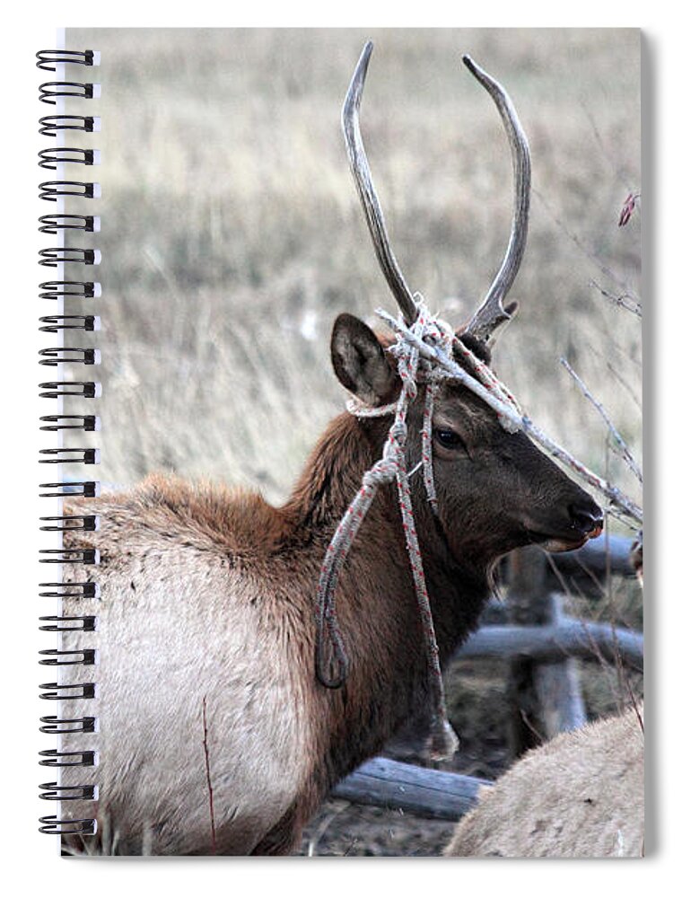 Entangled Spiral Notebook featuring the photograph Entangled by Shane Bechler