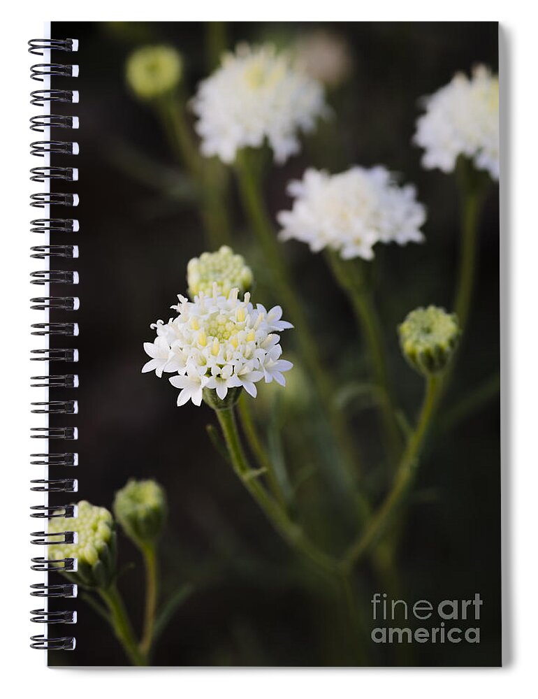 Esteve's Pincushion Spiral Notebook featuring the photograph Esteve's Pincushion Cluster by Tamara Becker