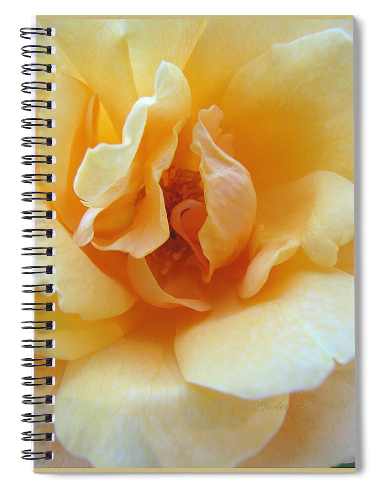 Roses Spiral Notebook featuring the photograph Lightness of Being - Yellow Rose Macro -Floral Art from the Garden by Brooks Garten Hauschild