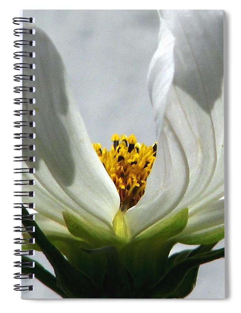 Cosmos Spiral Notebook featuring the photograph Ethereal by Angela Davies