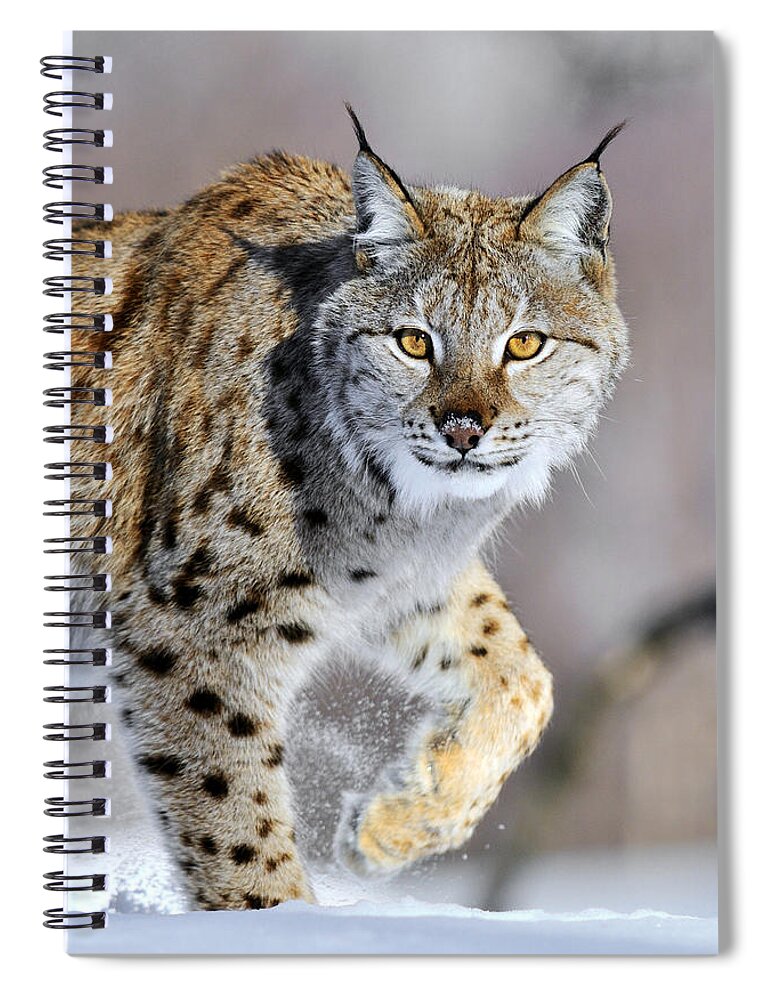 Mp Spiral Notebook featuring the photograph Eurasian Lynx Walking by Jasper Doest
