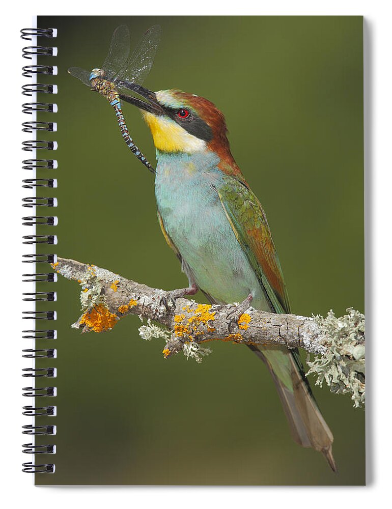 Bia Spiral Notebook featuring the photograph European Bee-eater With Dragonfly Prey by Andres M. Dominguez