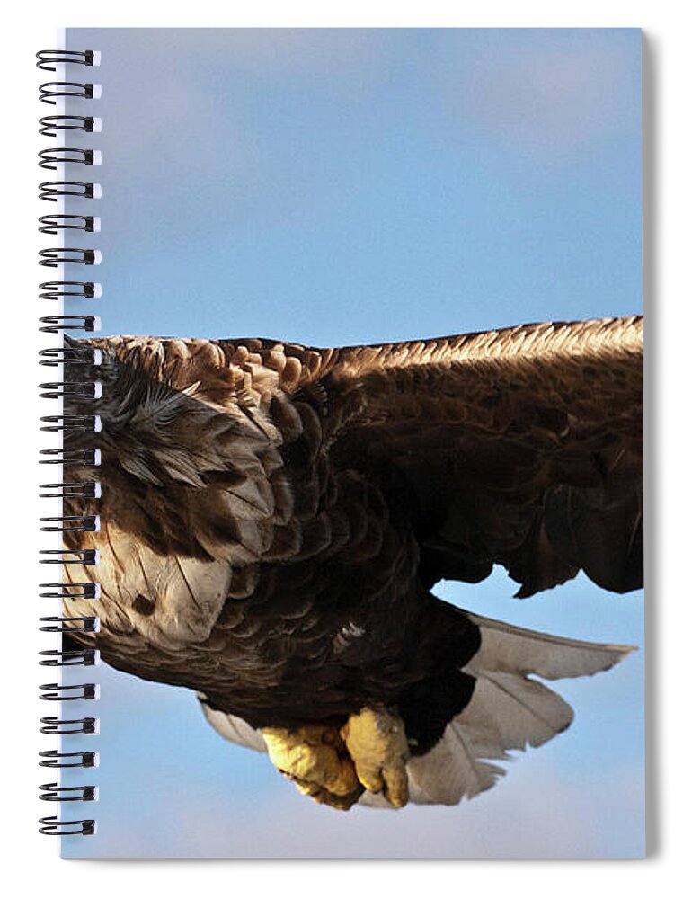 White_tailed Eagle Spiral Notebook featuring the photograph European Flying Sea Eagle 1 by Heiko Koehrer-Wagner