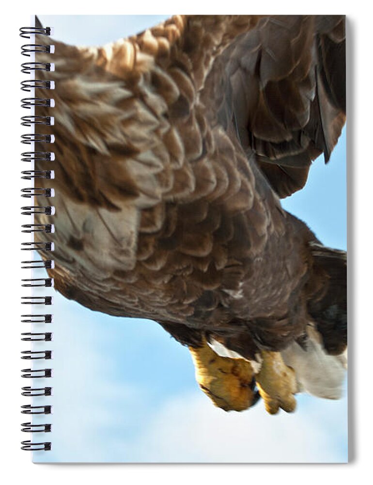 Heiko Spiral Notebook featuring the photograph European Flying Sea Eagle 2 by Heiko Koehrer-Wagner