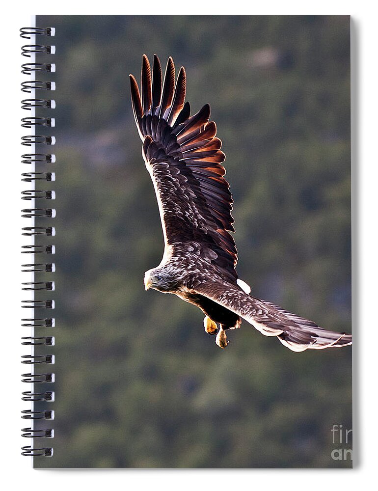 White_tailed Eagle Spiral Notebook featuring the photograph European Flying Sea Eagle 4 by Heiko Koehrer-Wagner