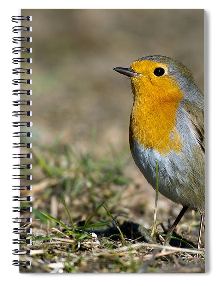 European Robin Spiral Notebook featuring the photograph European Robin by Torbjorn Swenelius