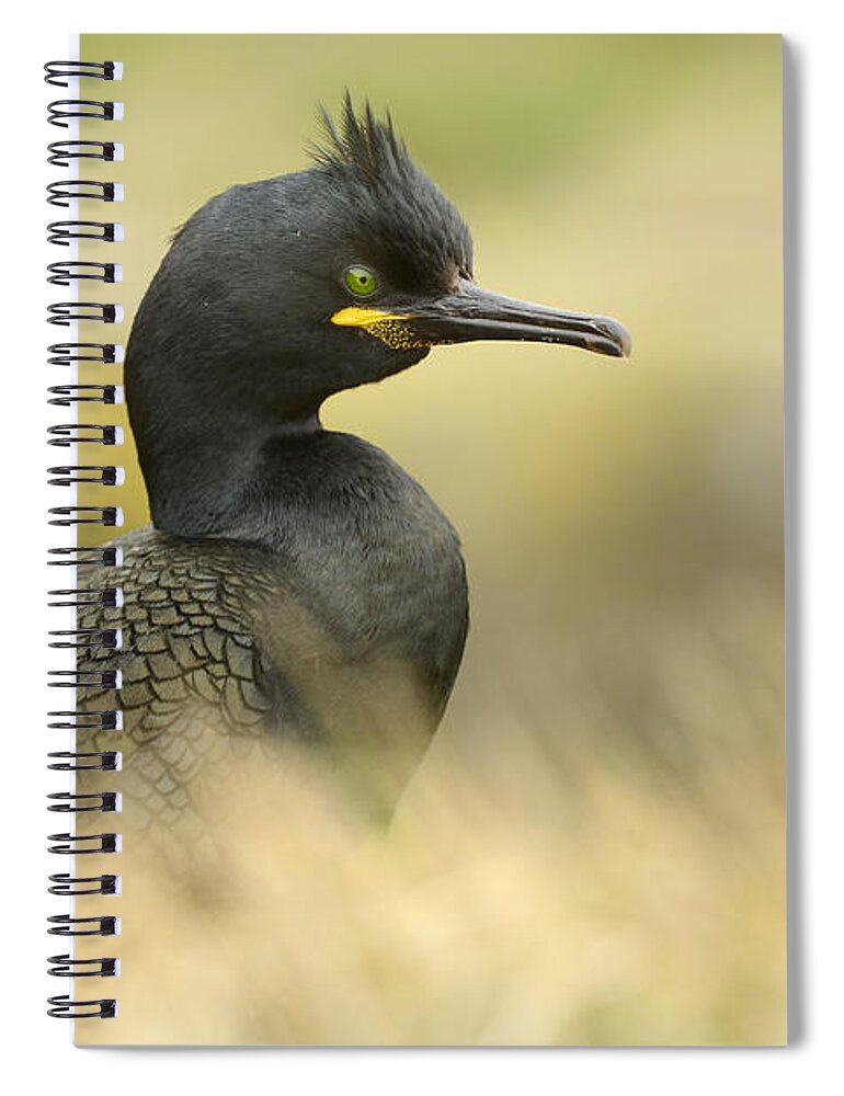 Nis Spiral Notebook featuring the photograph European Shag Farne Islands Uk by Marianne Brouwer