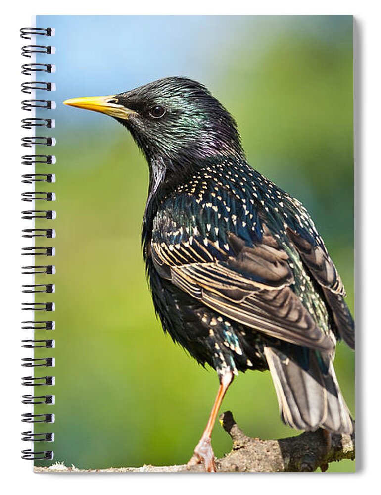 Animal Spiral Notebook featuring the photograph European Starling in a Tree by Jeff Goulden