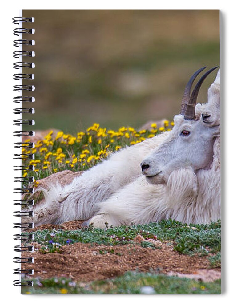 Goat Spiral Notebook featuring the photograph Evans Treasure by Kevin Dietrich