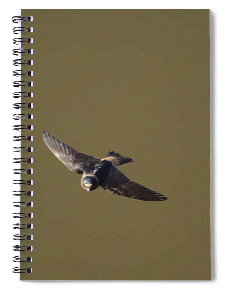 Birds Spiral Notebook featuring the photograph Even More Swallows - 16 by Christopher Plummer