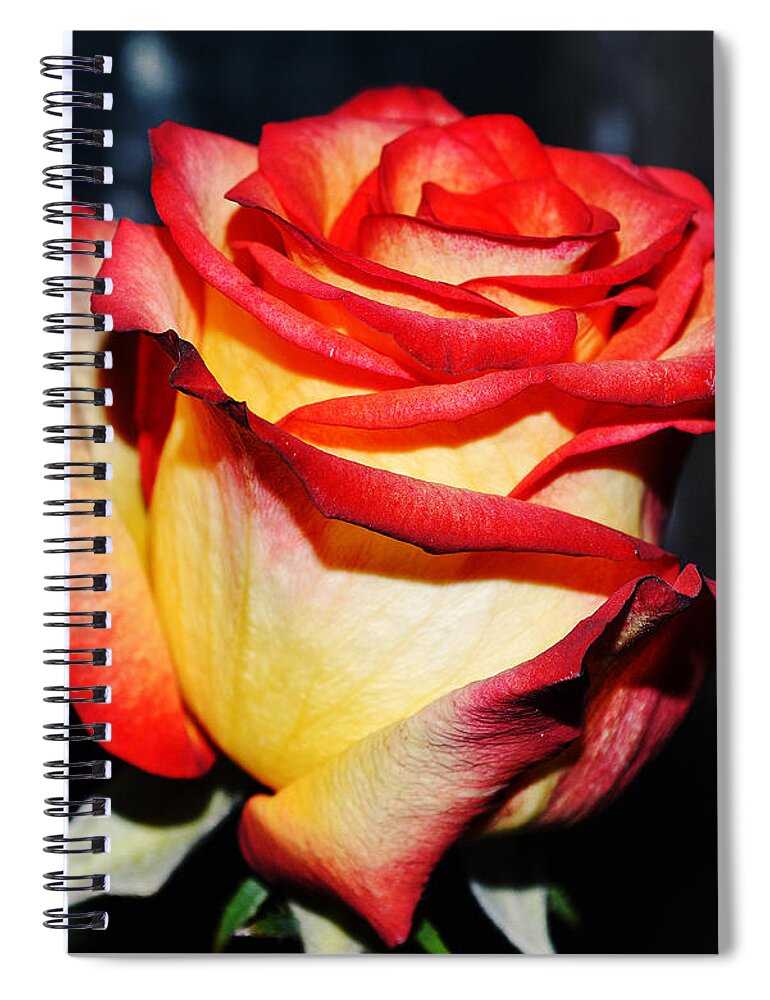 Rose Spiral Notebook featuring the photograph Event rose 3 by Felicia Tica