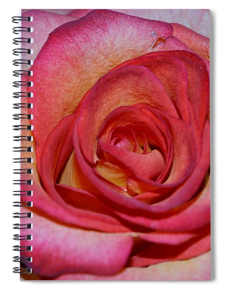 Rose Photographs Spiral Notebook featuring the photograph Event rose by Felicia Tica