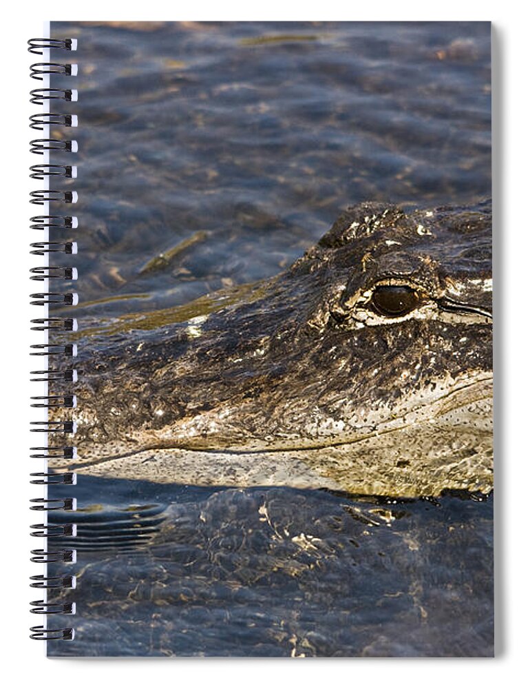 Everglades Spiral Notebook featuring the photograph Everglades Gator by John Greco
