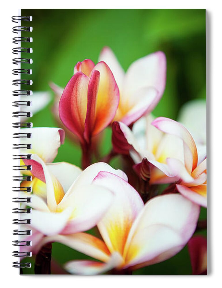 Flowerbed Spiral Notebook featuring the photograph Extreme Close Up Beautiful Plumeria by Danishkhan