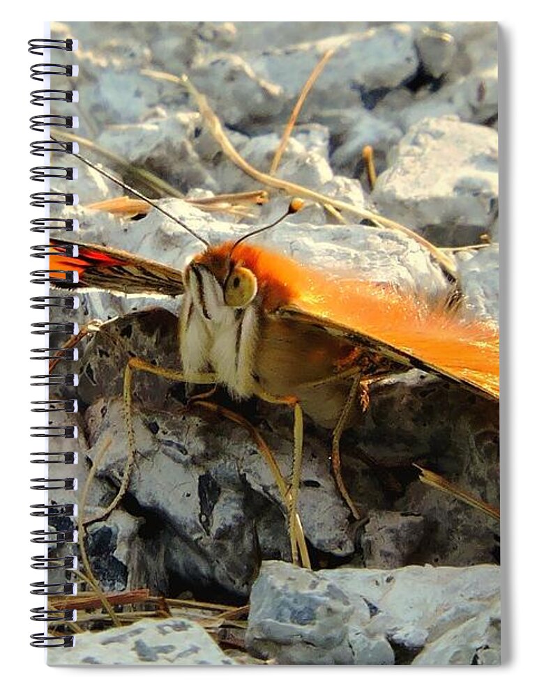 Butterfly Spiral Notebook featuring the photograph Eye Of The Papillon by Tami Quigley