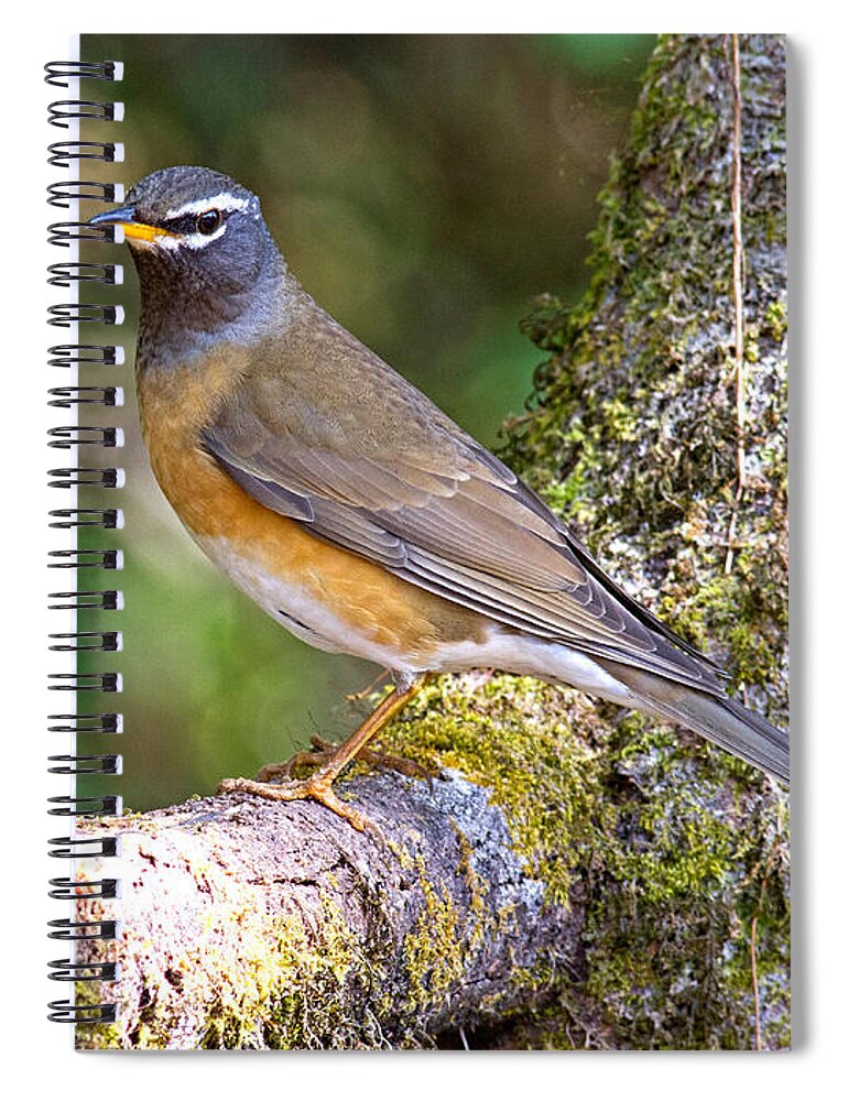 Animal Spiral Notebook featuring the photograph Eyebrowed Thrush Turdus Obscurus by Robert Kennett